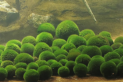 球藻展示观察中心