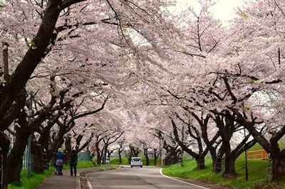 Cherry blossoms corridor,ӣ
