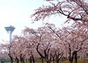 5月上旬　函馆的樱花观赏