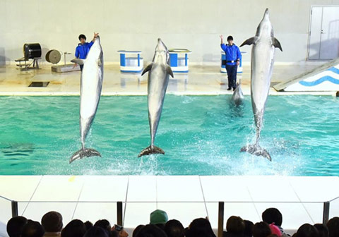 南海狮・海豚表演