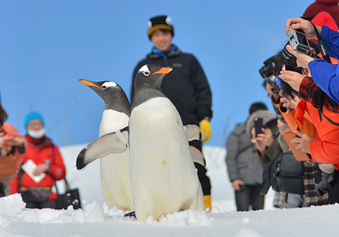 企鹅雪中散步