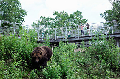 Bear Mountain