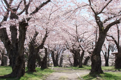 Aobagaoka Park,Ҷ԰