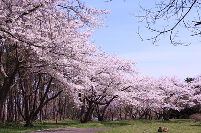 Oniushi Park,Oniushi԰