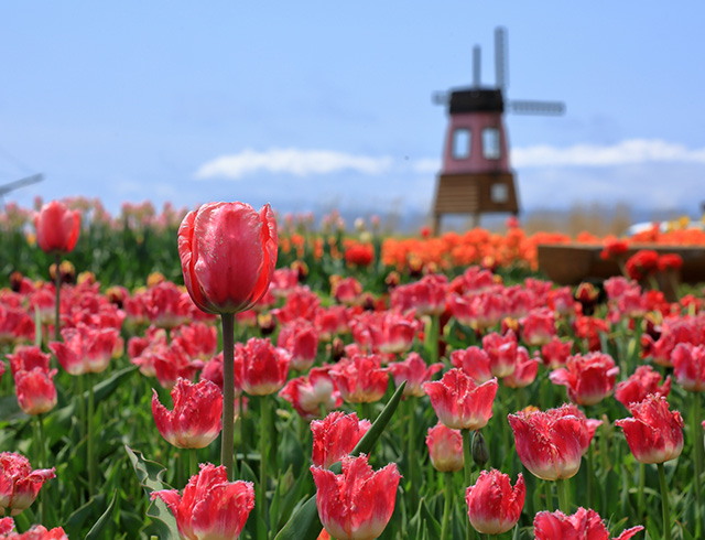 uuhokkaido_sp_flower.jpg