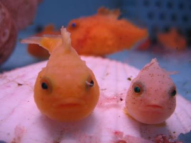 wakkanai_aquarium1.jpg