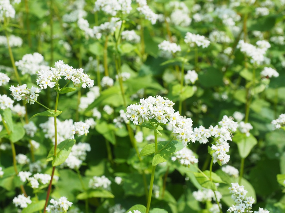 Read more about the article ձһָ֮, ϼ վ