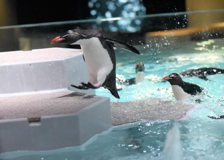 PENGUINS