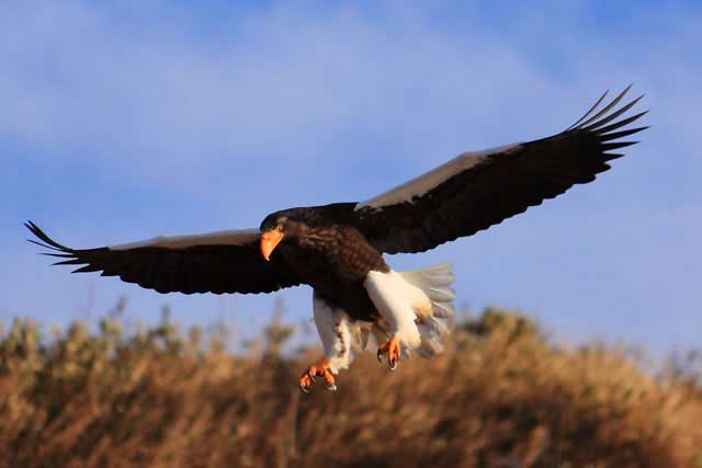 nemuro_bird1.jpg